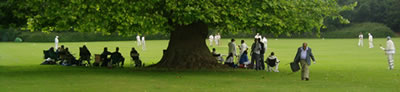 Cricket scene